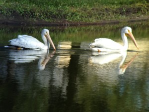 Great White Pelicans foraging in a pond at Apollo Beach Golf Club
