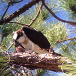 Osprey Eating, Rocky Point, Tampa, Florida