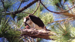 Osprey Eating, Rocky Point, Tampa, Florida