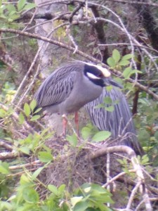 Nesting Yellow-Crowned Night Herons, The Claw at USF, Tampa, Florida