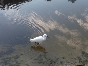 Snowy Egret, Collier County