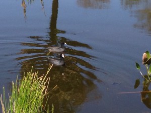 American Coots, Apollo Beach Golf Club