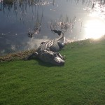 Big Gator, TPC at Treviso Bay, Collier County