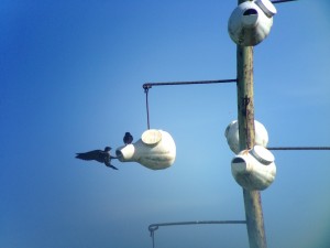 Purple Martins on Golf Course