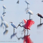 Roseate Spoonbill Among Great Egrets
