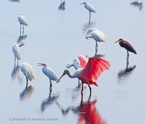 Roseate Spoonbill Among Great Egrets