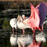 Roseate Spoonbill With White Ibises