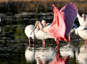 Roseate Spoonbill With White Ibises