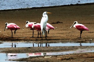 Great Egret Among Roseate Spoonbills